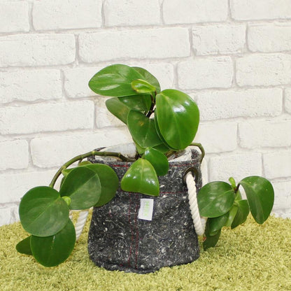 BASKET No.02 (S) by Helix